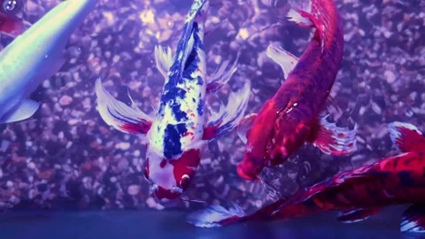 Koi carp or brocade carp. Tropical bright pisces that can live in aquariums, oce Stock Footage 283010611