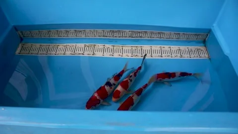 Koi carp or Cyprinus carpio Stock Footage 258808673