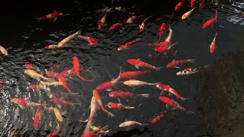 Koi Carp or Cyprinus Rubrofuscus Swimming in a Peaceful Pond Stock Footage 305142523