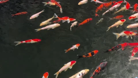 Koi Carp or Cyprinus Rubrofuscus Swimming in a Peaceful Pond 스톡 동영상 305143710