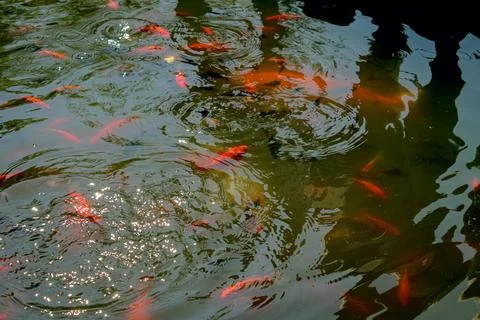 Koi carp or goldfish create a dynamic scene in the water, where ripples from Stock Photos