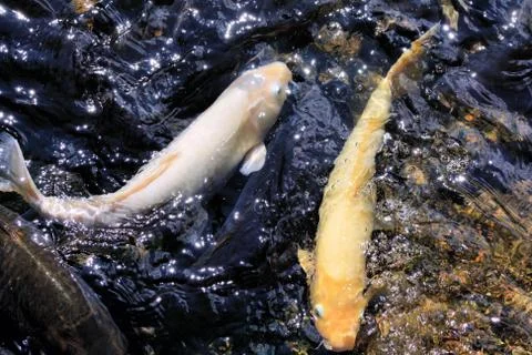 Koi carp Foto stock