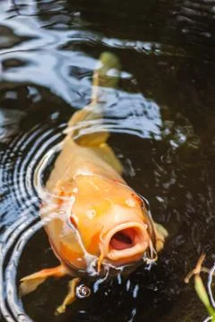 Koi carp Stock Photos