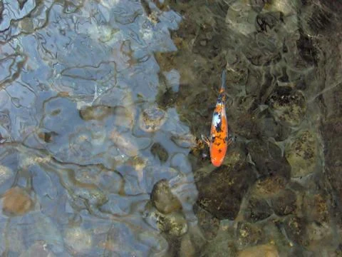 Koi carp Stock Photos