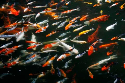 Koi Carp Stock Photos