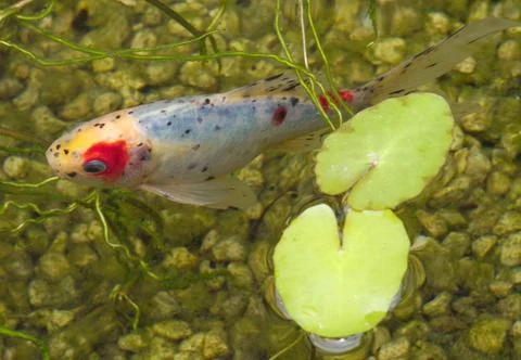 Koi carp Stock-Fotos