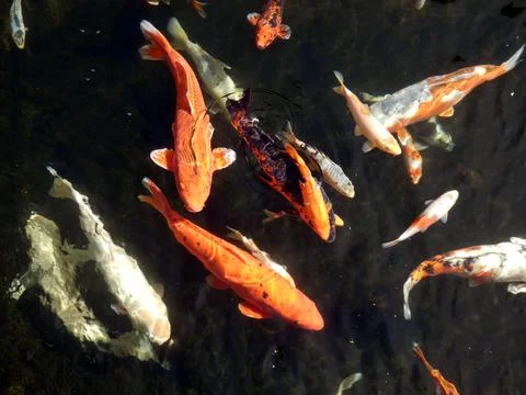 Koi Carp Stock Photos
