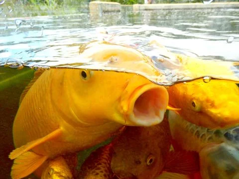 Koi Carp Stock Photos