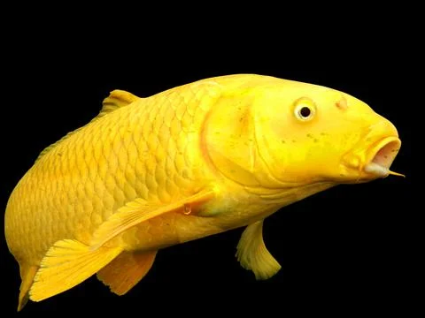 Koi Carp Stock Photos