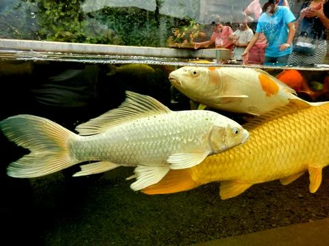 Koi Carp. Stock Photos