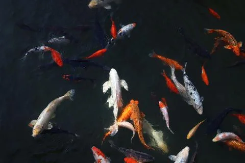 Koi carp Stock Photos