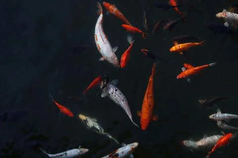 Koi carp Stock Photos