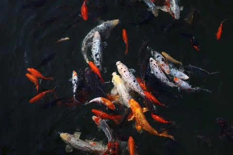 Koi carp Stock Photos