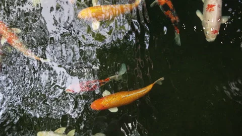 Koi Carp in Pond Close Up Vídeo Stock 241583413