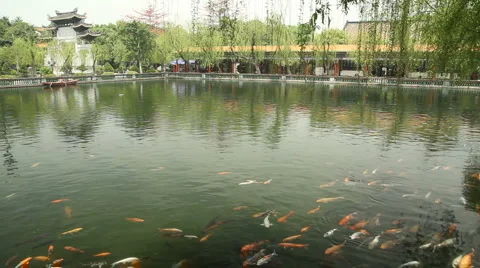 Koi carp pond Stock Footage 5504180