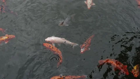 Koi carp in the pond Stock Footage 217368878