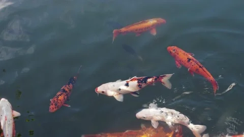 Koi carp in the pond Stock Footage 217368988
