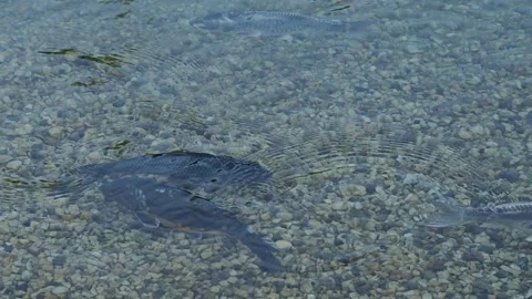 Koi carp in the pond Stock Footage 217370327