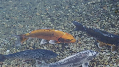 Koi carp in the pond Stock Footage 217370337