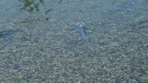 Koi carp in the pond Stock Footage 217370349