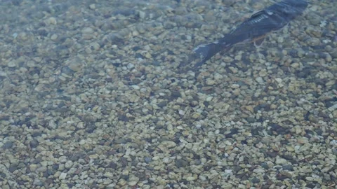 Koi carp in the pond Stock Footage 217370375