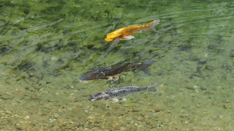 Koi carp in the pond Stock Footage 217370968