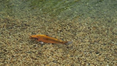 Koi carp in the pond Stock Footage 217371014