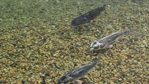 Koi carp in the pond Stock Footage 217371065