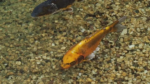 Koi carp in the pond Stock Footage 217371103