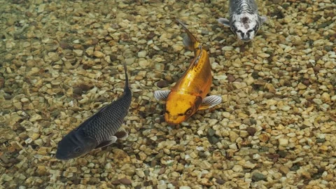 Koi carp in the pond Stock Footage 217371308