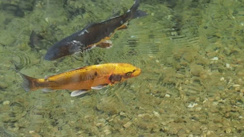 Koi carp in the pond Stock Footage 217371329