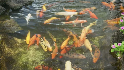 Koi carp in a pond Stock Footage 345282211