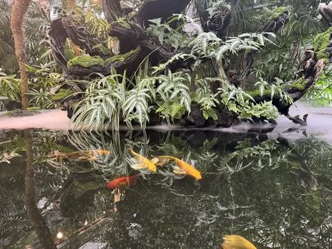 Koi Carp reflection in moss-covered driftwood pond Stock Photos