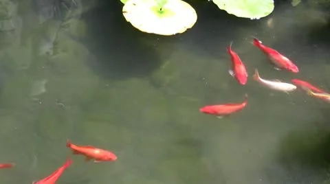 Koi carp sail in water Stock Footage 10731970