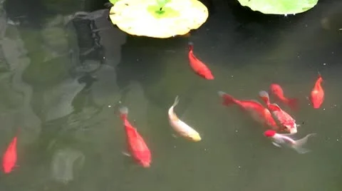Koi carp sail in water Stock Footage 10731973