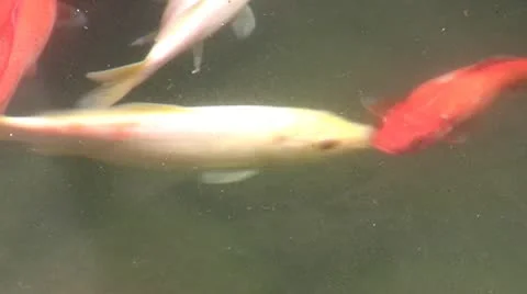 Koi carp sail in water Stock Footage 10731978