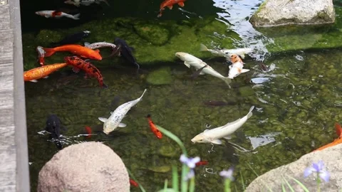 Koi carp swim in large groups to eat food Stock Footage 311665832