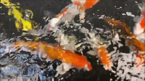 Koi Carp under water Stock Footage 164949822
