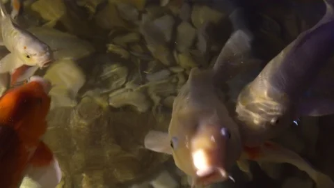Koi carp of various sizes and colors close up Stock Footage 123620073