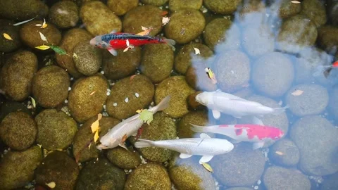 Koi carp wite and multicolored swimming in the artificial pond Stock Footage 138805055