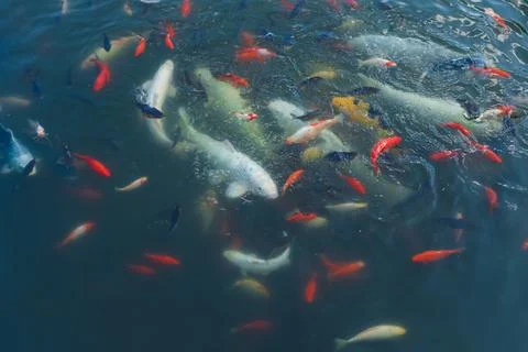 Koi carps and other fishes swimming in clear pond water Stock Photos
