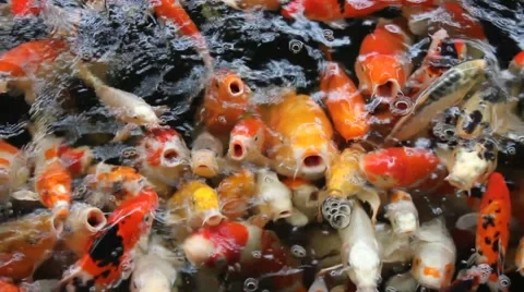 Koi carps in a fish pond Stock Footage 53202073