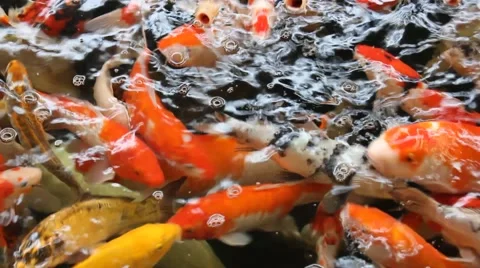 Koi Carps Stock Footage 53123864