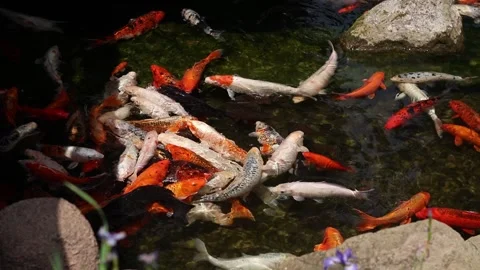 Koi carps or more precisely brocade carp. Bright fish swim in an artificial lake Stock Footage 311665688