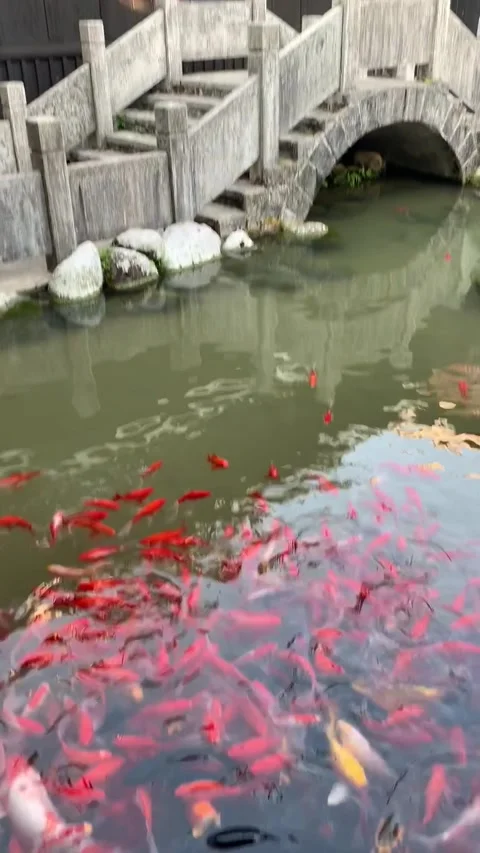 Koi carps in a pond Stock Footage 341276378