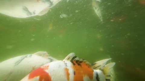 Koi carps underwater Stock Footage 245452582