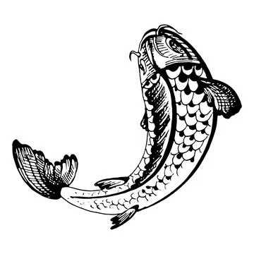 Koi carps. Vintage vector hatching black monochrome illustration. Isolated .. Stock Illustration