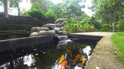Koi, colored carp, swims in a pond, 4k video Stock Footage 106557389
