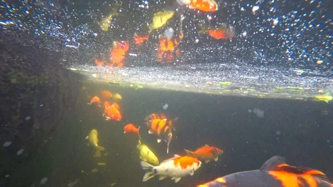 Koi, colored carp, swims in a pond, 4k video Stock Footage 106557463
