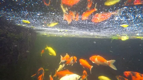 Koi, colored carp, swims in a pond, 4k video Stock Footage 106557486